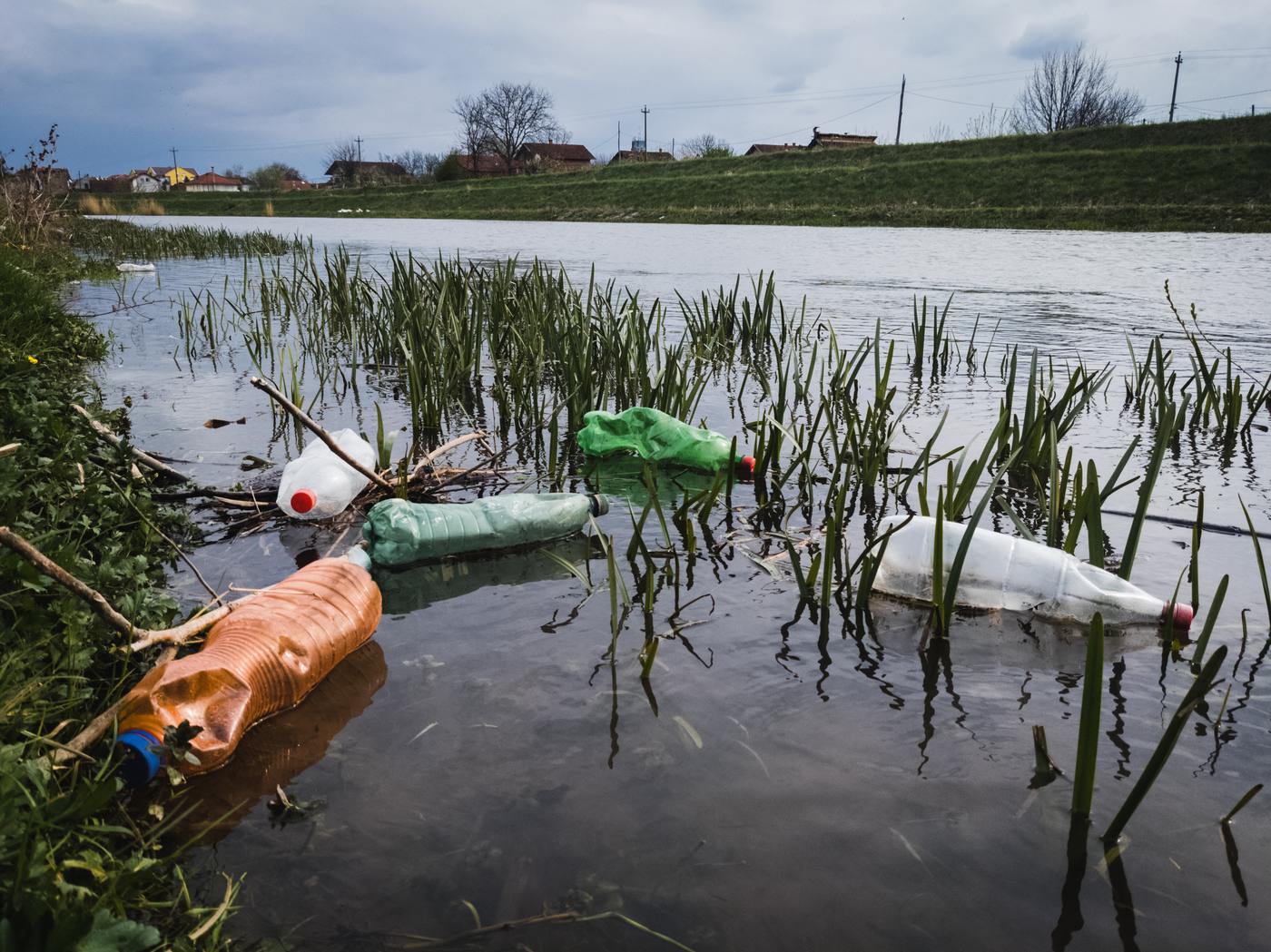 Plastic bottles caught in reeds at the edge of a river